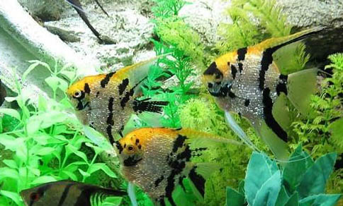 可以和斑馬魚混養的魚