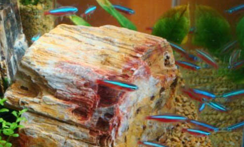 如何去除魚(yú)缸上的水漬