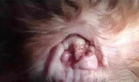 狗狗走丟了還會想主人嗎?