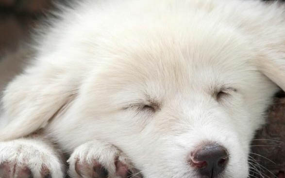 狗狗感染細小病毒的癥狀有哪些