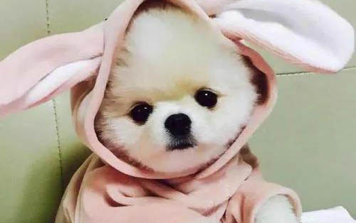 為什么女朋友非要養貓咪的原因