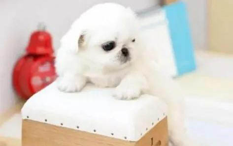 哺乳期大狗感冒咳嗽吃什么藥