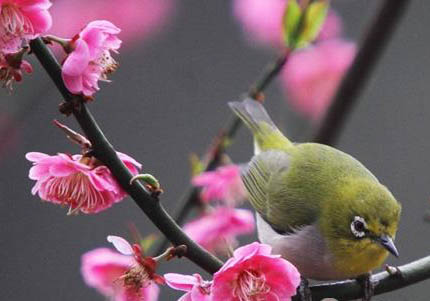 如何挑選繡眼鳥