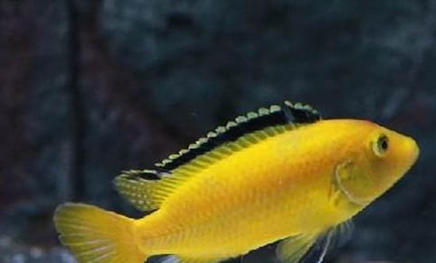 秘魯神仙魚能活多久