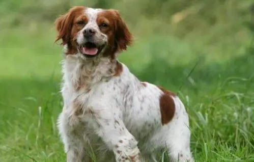 阿富汗獵犬犬舍出售