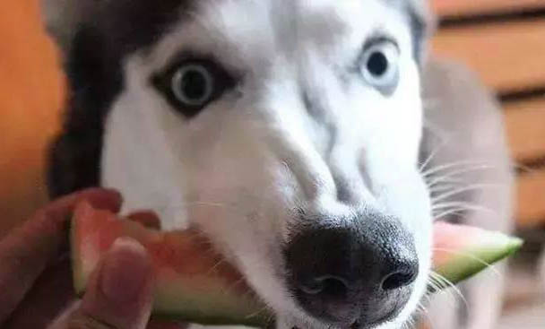 中國十大禁犬排行榜