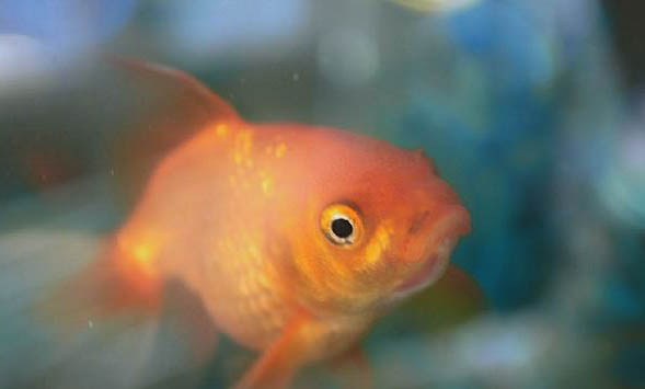 金魚能餓幾天
