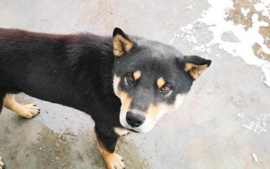 犬瘟空氣傳染幾率大嗎