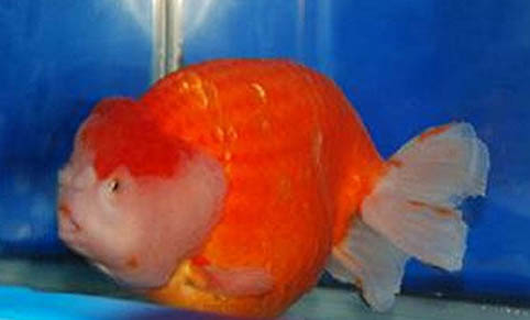 金魚一次喂幾顆飼料