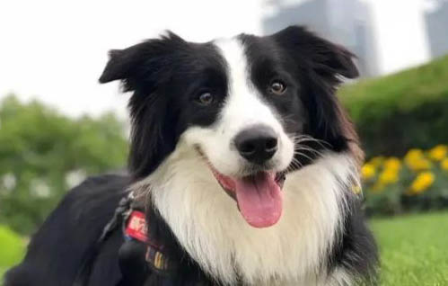 德國牧羊犬眼睛有眼屎是什么原因引起的