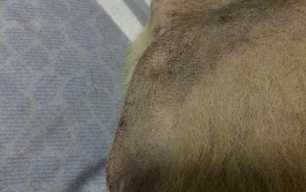 養狗身上癢癢的原因及處理方法