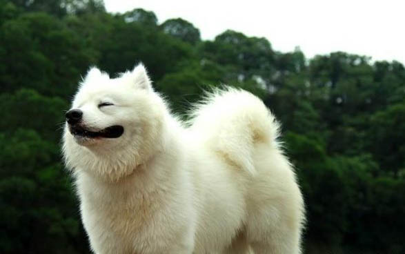 薩摩犬性格