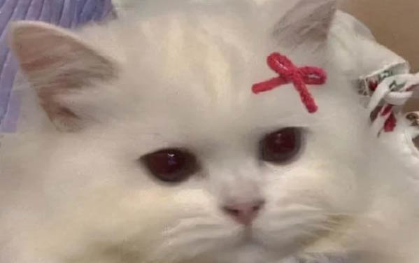小貓消化不良的癥狀