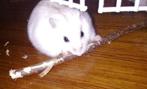 倉鼠倉鼠飼養的注意事項