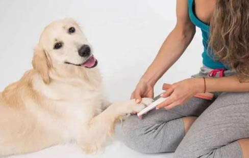 棉花面紗犬哪里有賣