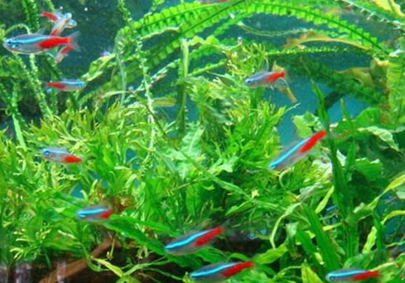 紅綠燈魚能和金魚混養嗎