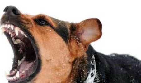 診斷狗狂犬的標準有哪些
