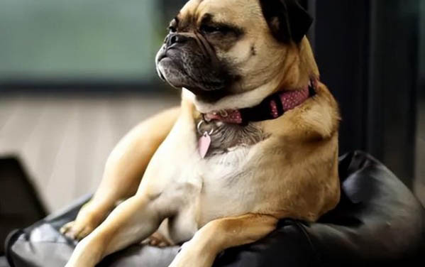 巴哥犬生理期能驅(qū)蟲嗎
