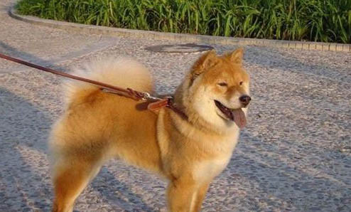 純種秋田犬如何挑選