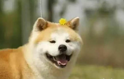 日本柴犬圖片