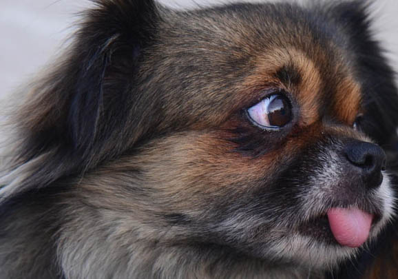 不列塔尼獵犬哪里有賣