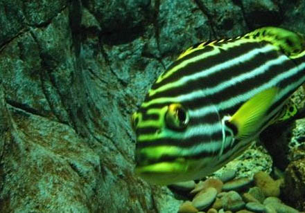 紅斑馬魚能活多久