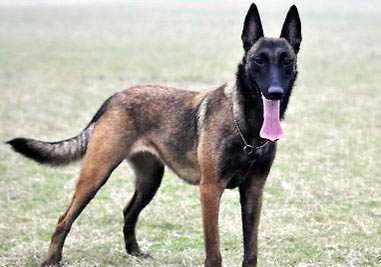 怎么訓練馬犬最簡單的方法
