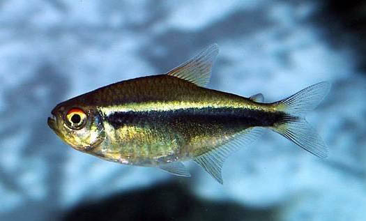 天氣熱好釣魚(yú)不