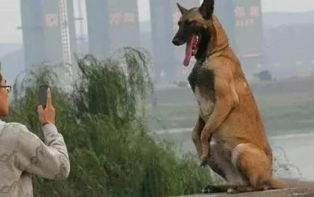 小狗胰腺炎癥狀