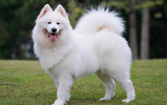 哪里能買到純種羅威納幼犬