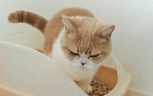 小貓八天了還不睜眼