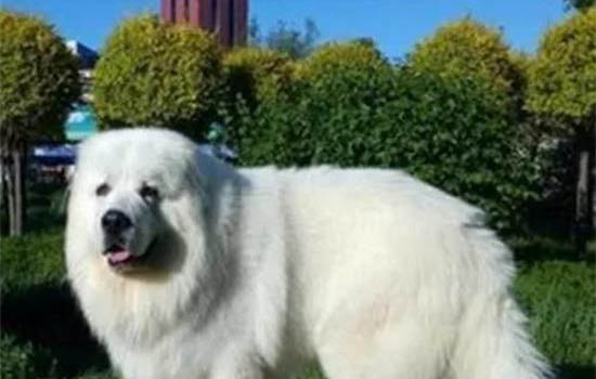一個月大白熊犬如何喂養