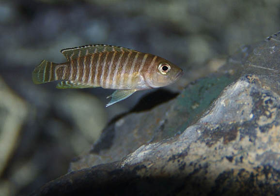 斑馬狗頭魚能活幾年?