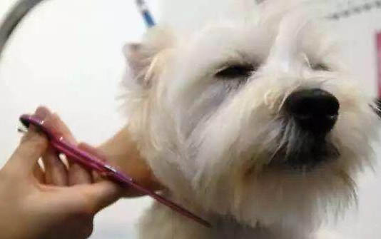 財貓雙犬app在哪里下載