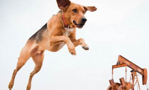 英國獵狐犬打噴嚏是怎么回事