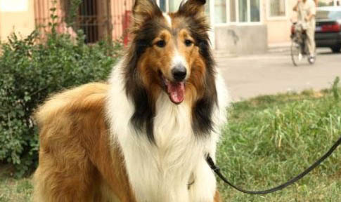 英國古代牧羊犬價格?古牧飼養(yǎng)注意事項(xiàng)有哪些?
