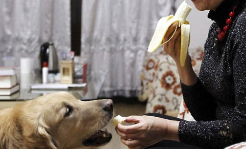導盲犬可以進商場嗎