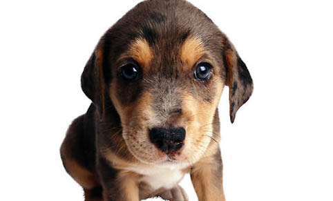 財貓雙犬app怎么樣