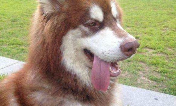 狗狗口臭的原因及解決辦法