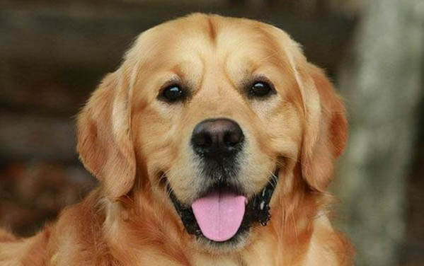 犬瘟后多久能養狗呢