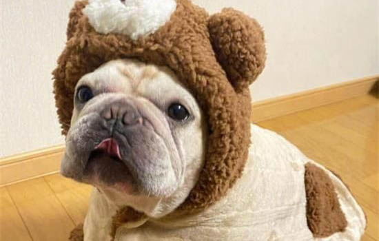 怎么樣挑選斗牛犬啊