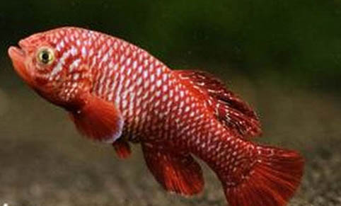 藍(lán)色精靈鳉魚好養(yǎng)嗎
