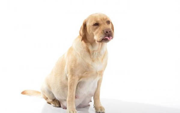 狗多久生一胎懷孕多久生