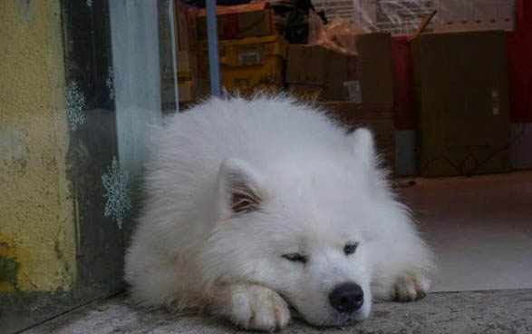狗狗可以吃面包嗎?