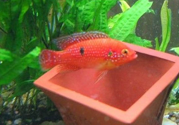 紅寶石魚多久繁殖一次
