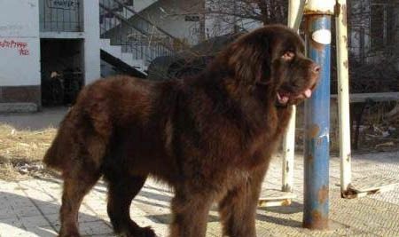 紐芬蘭犬中國禁養嗎？