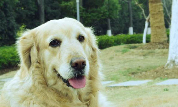 英系金毛犬和美系金毛犬的區(qū)別