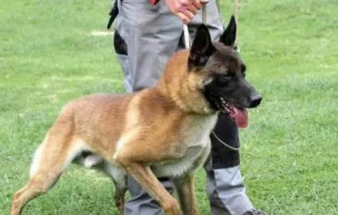 馬犬可以打獵嗎