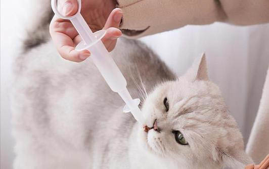 貓可以吃生雞蛋液嗎