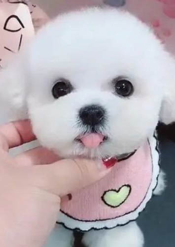 比熊犬一天吃多少狗糧